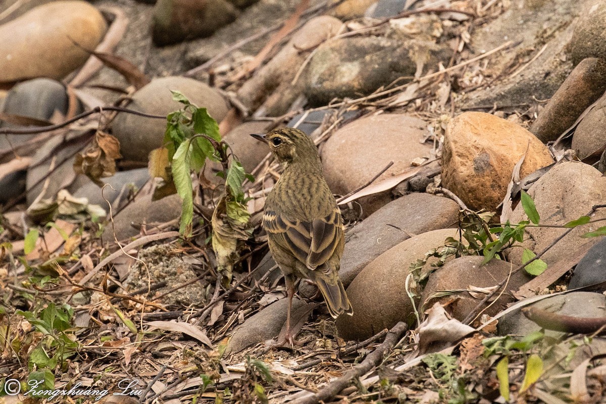 Pipit à dos olive - ML614636091