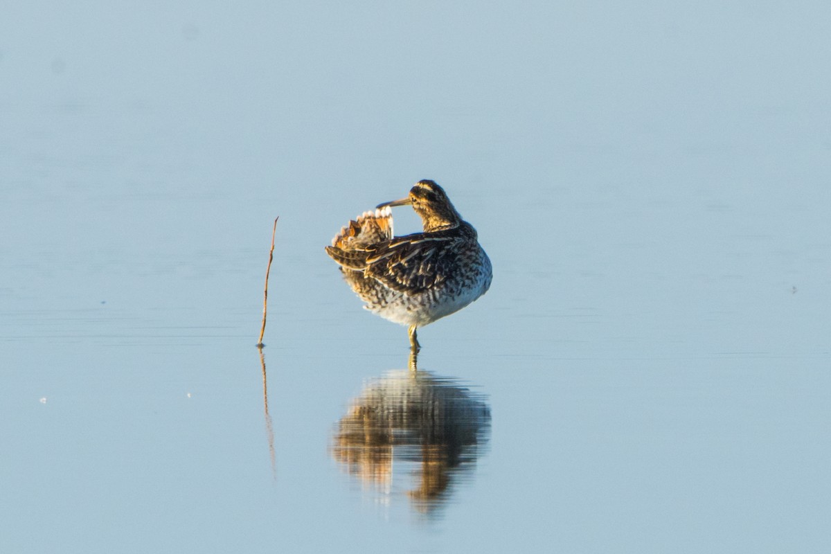 Common Snipe - ML614636097