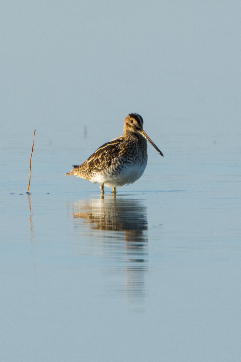 Common Snipe - ML614636110