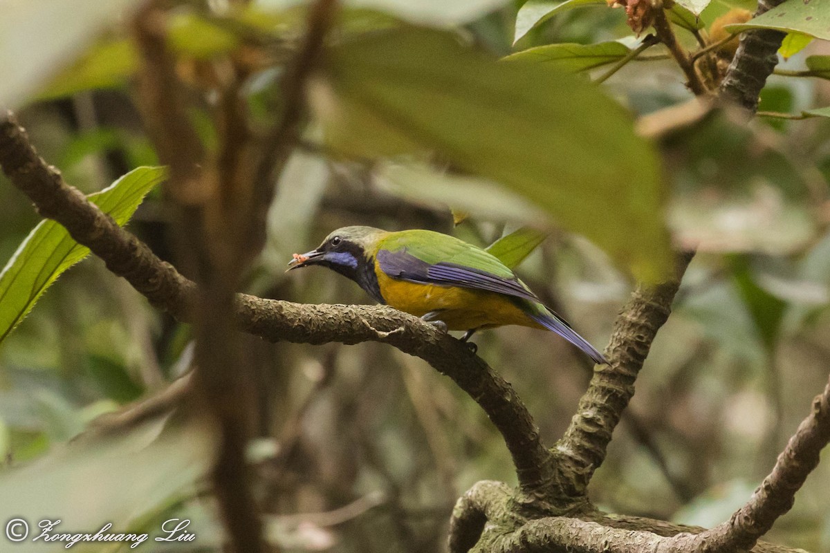 Orange-bellied Leafbird - ML614636114