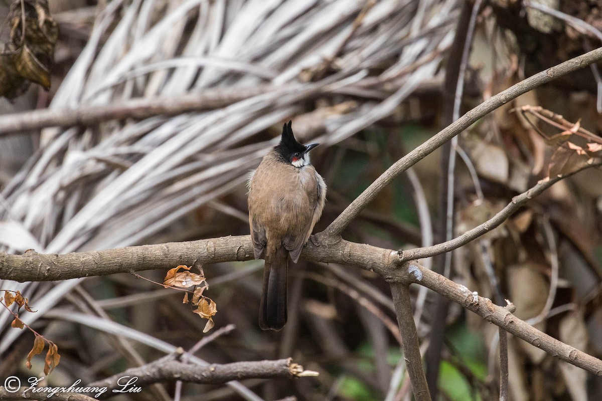 Red-whiskered Bulbul - ML614636129