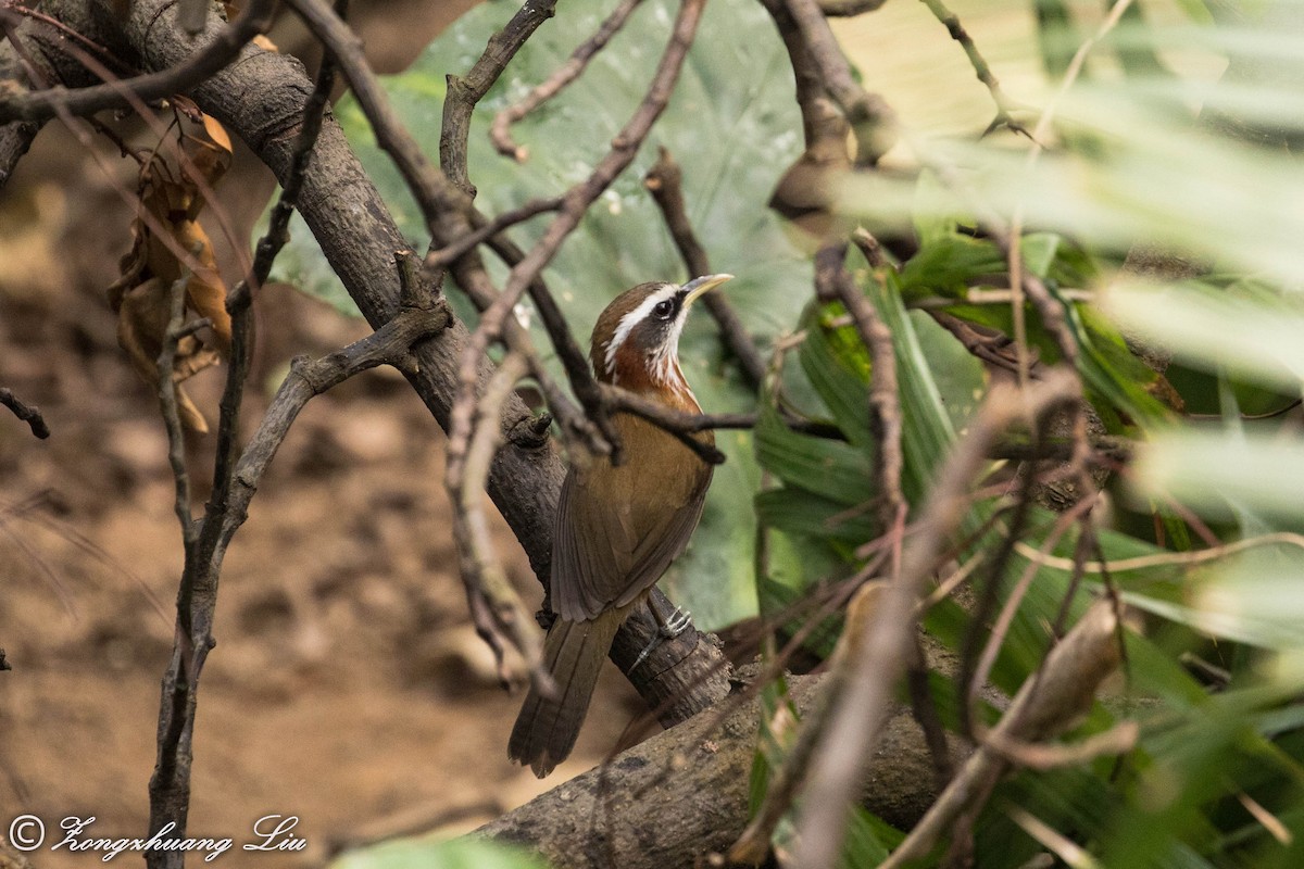 Streak-breasted Scimitar-Babbler - ML614636131