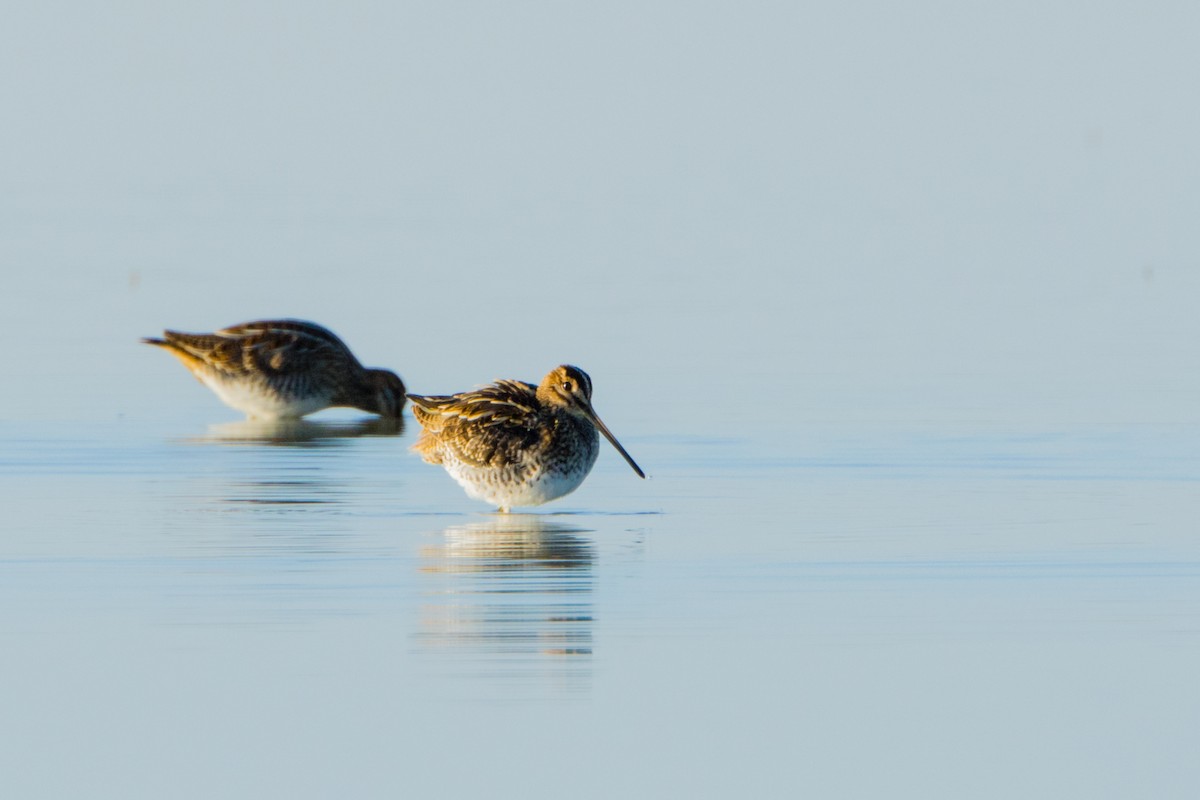 Common Snipe - ML614636153