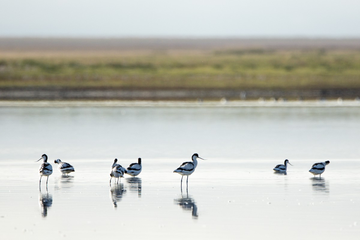 Pied Avocet - ML614636178