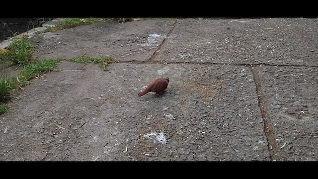 Ruddy Ground Dove - ML614636263