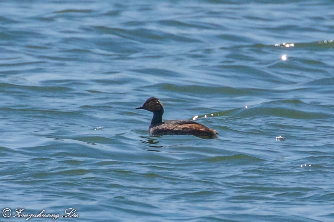 Eared Grebe - ML614636269