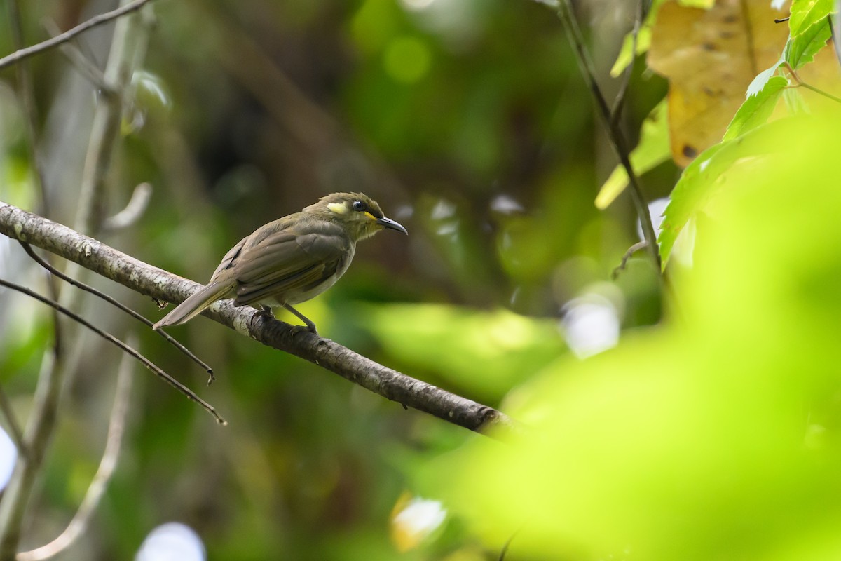 Mimic Honeyeater - ML614636320