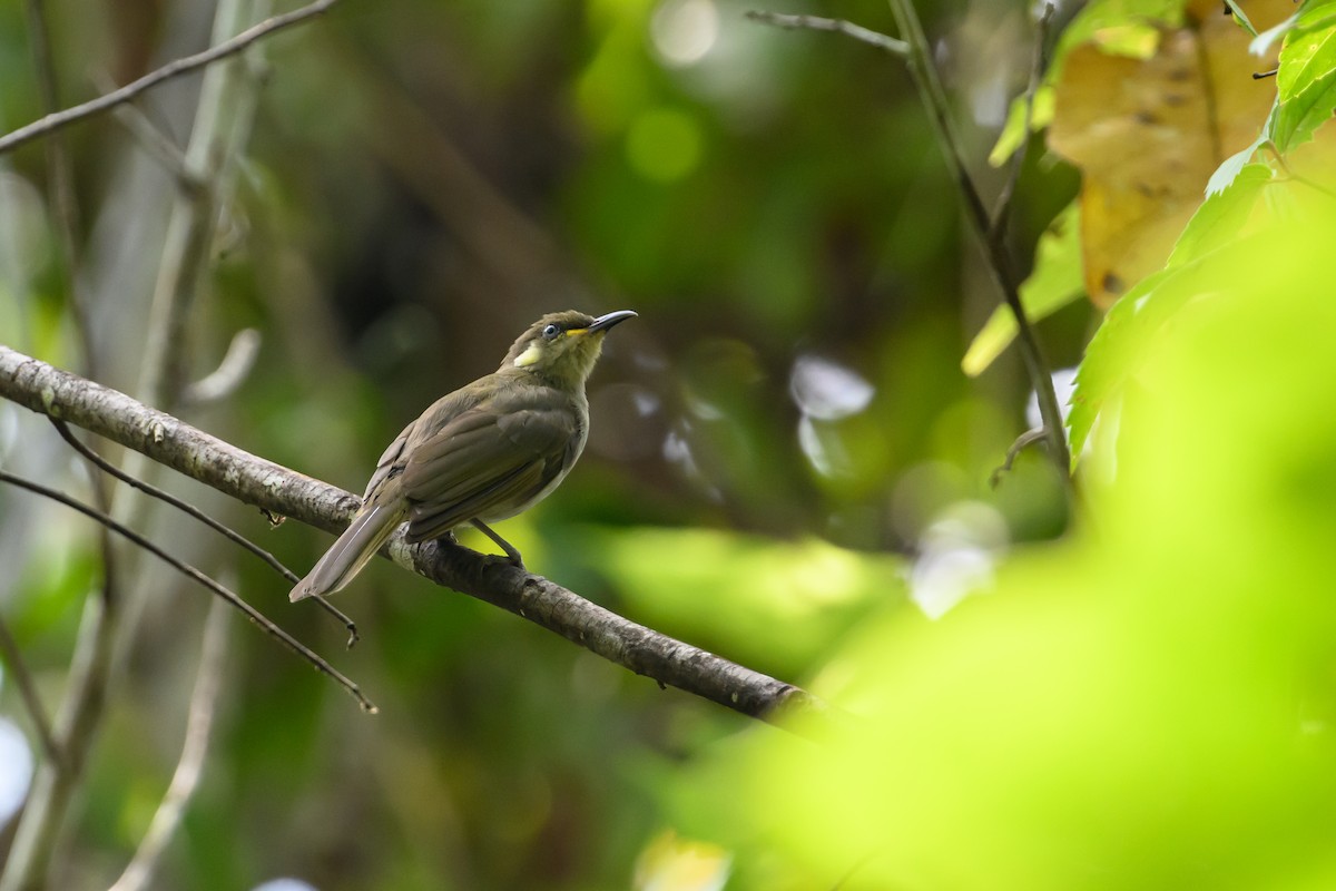 Mimic Honeyeater - ML614636329