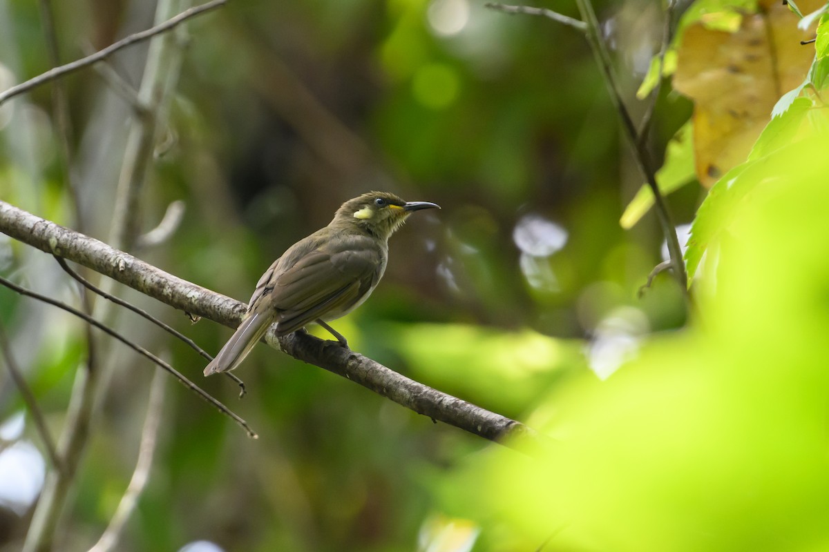 Mimic Honeyeater - ML614636330