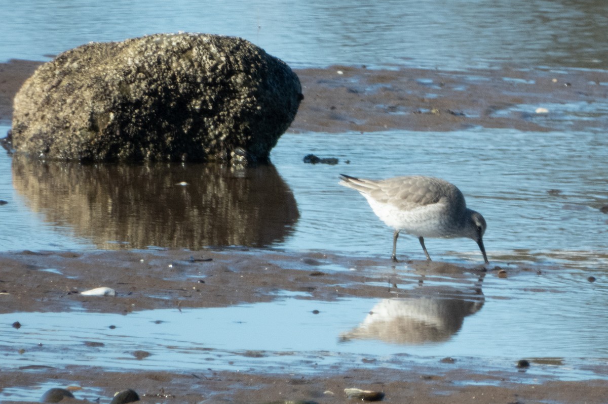 Red Knot - ML614636390