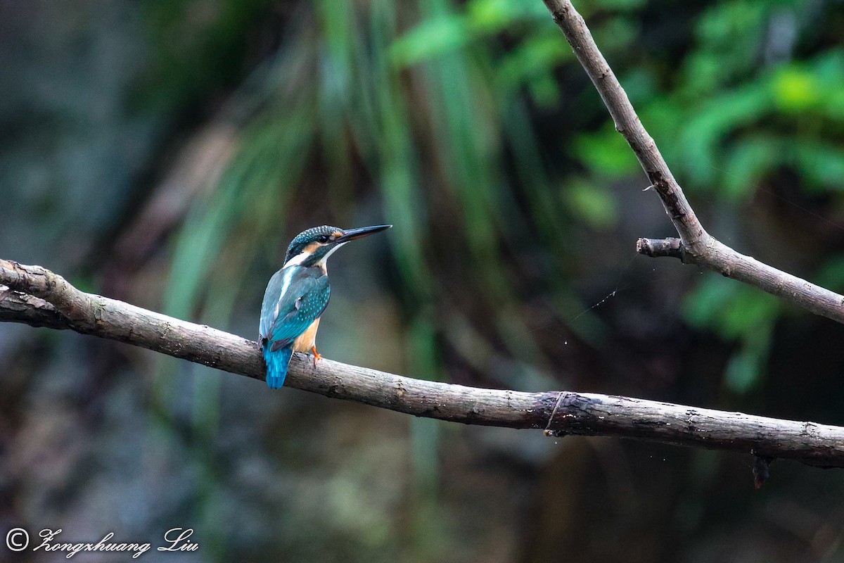 Common Kingfisher - ML614636436