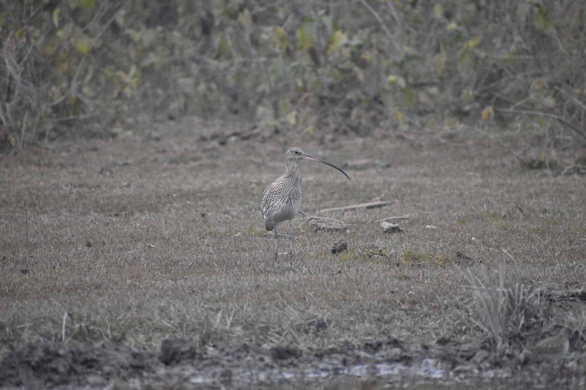 Eurasian Curlew - ML614636453