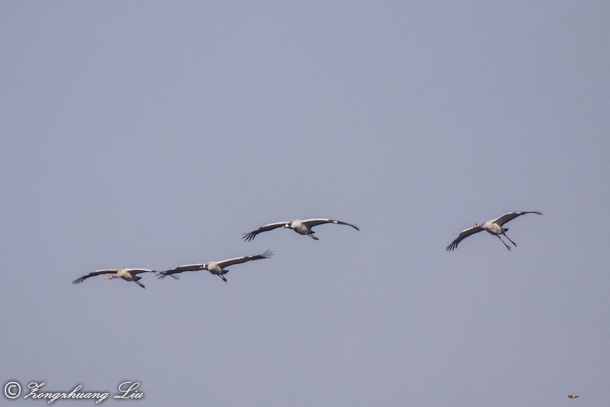 Common Crane - Zongzhuang Liu