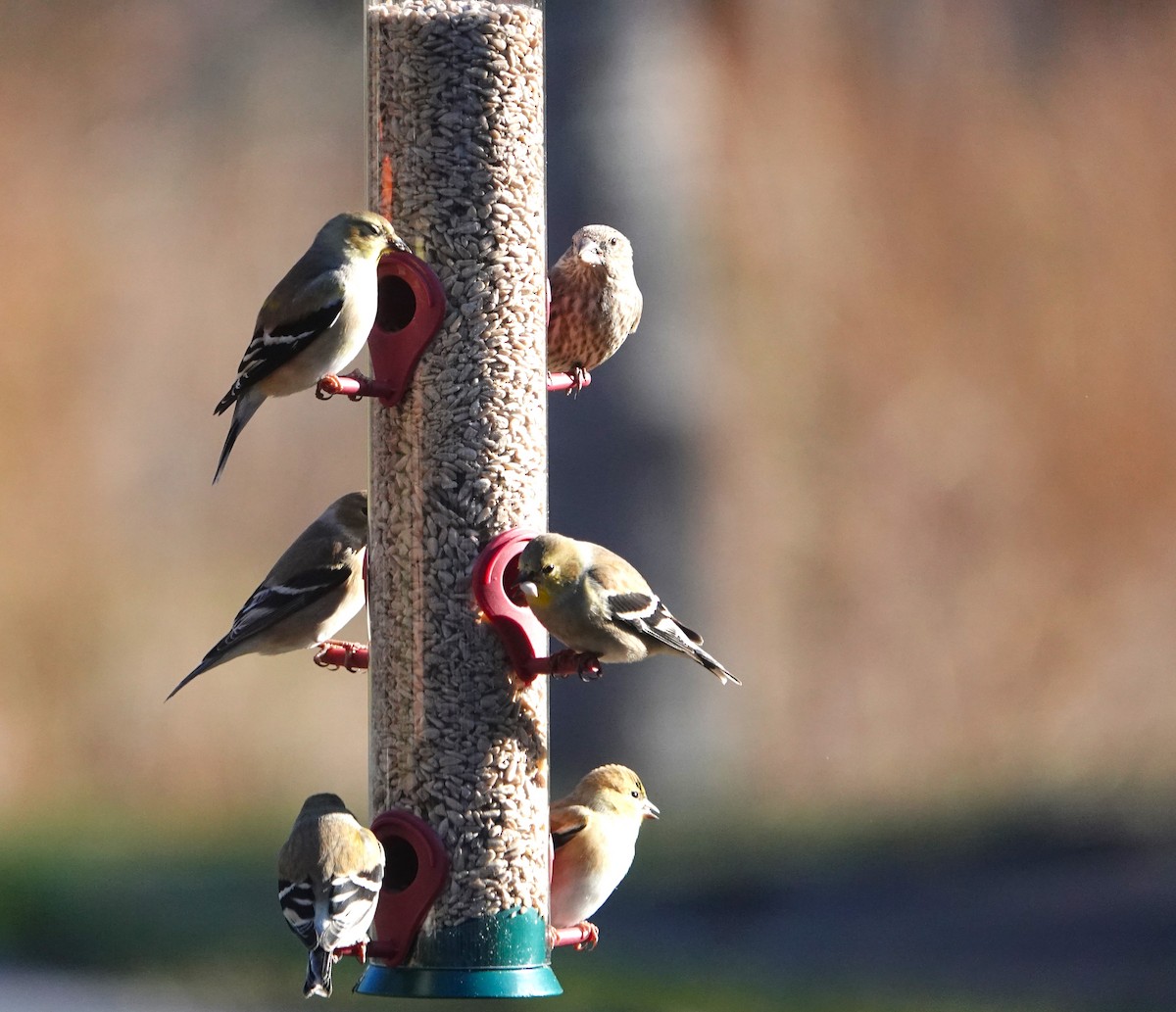 American Goldfinch - Steve Mayo