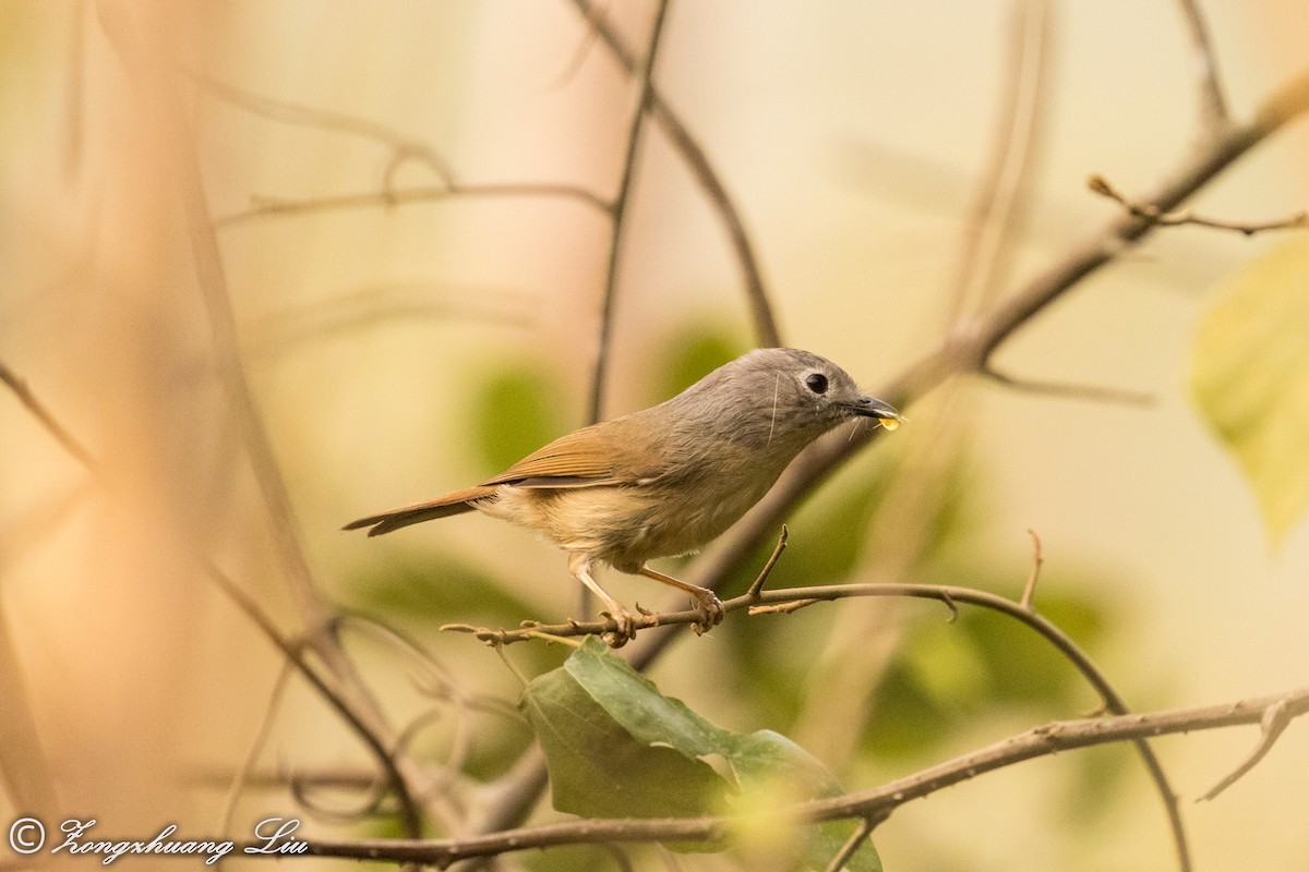 David's Fulvetta - Zongzhuang Liu