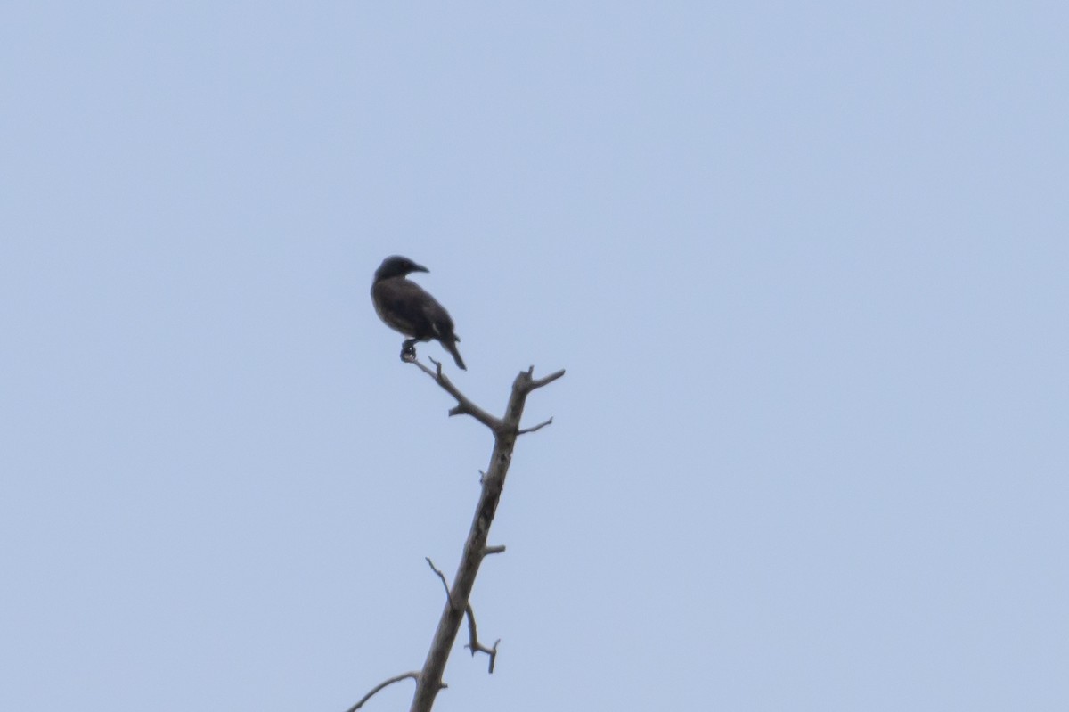 Singing Starling - ML614636742