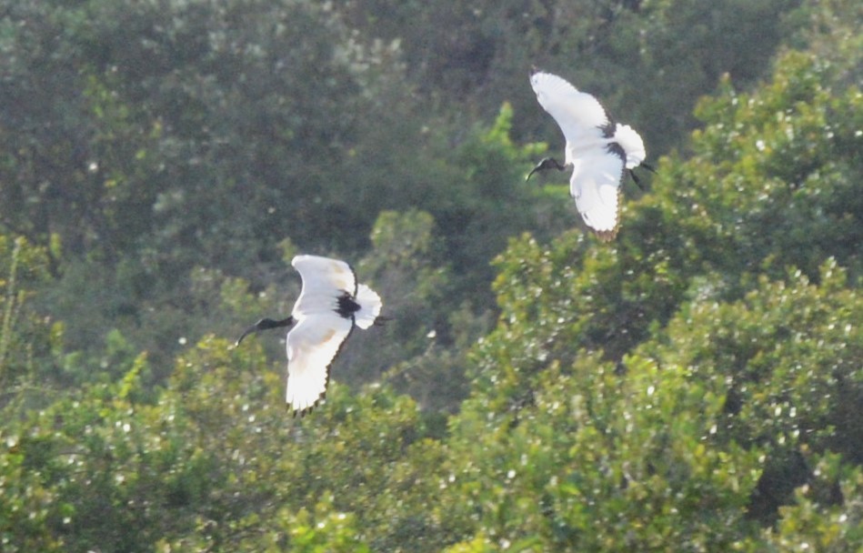 African Sacred Ibis - ML614636818