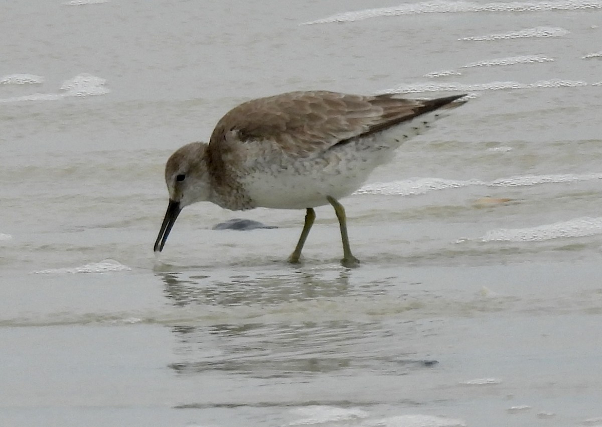 Red Knot - ML614636901