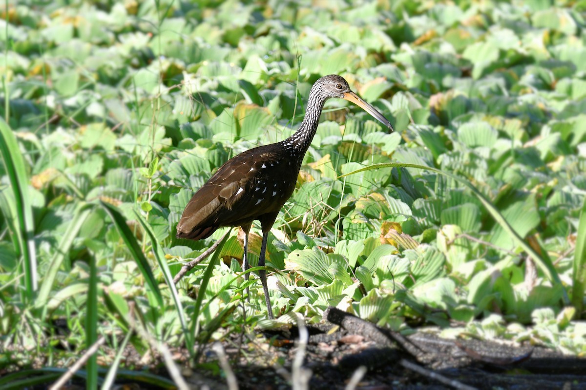 Limpkin - Cornelio Chablé|Birding Guide petenxpeditions@gmail.com +502 31063568