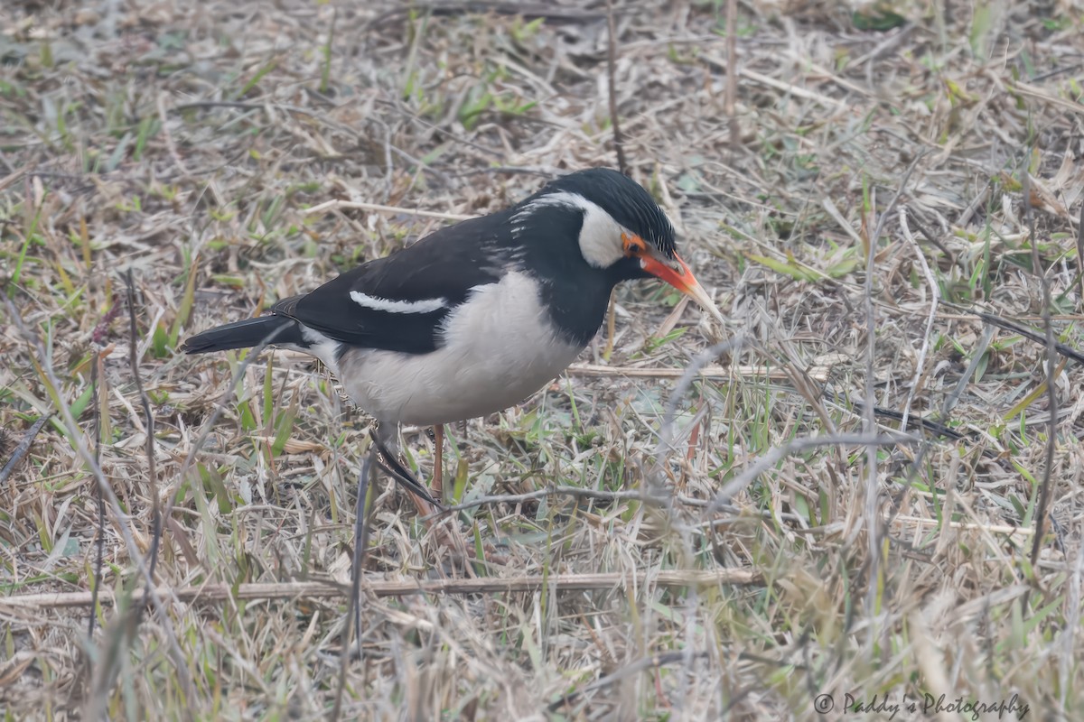Indian Pied Starling - ML614636982