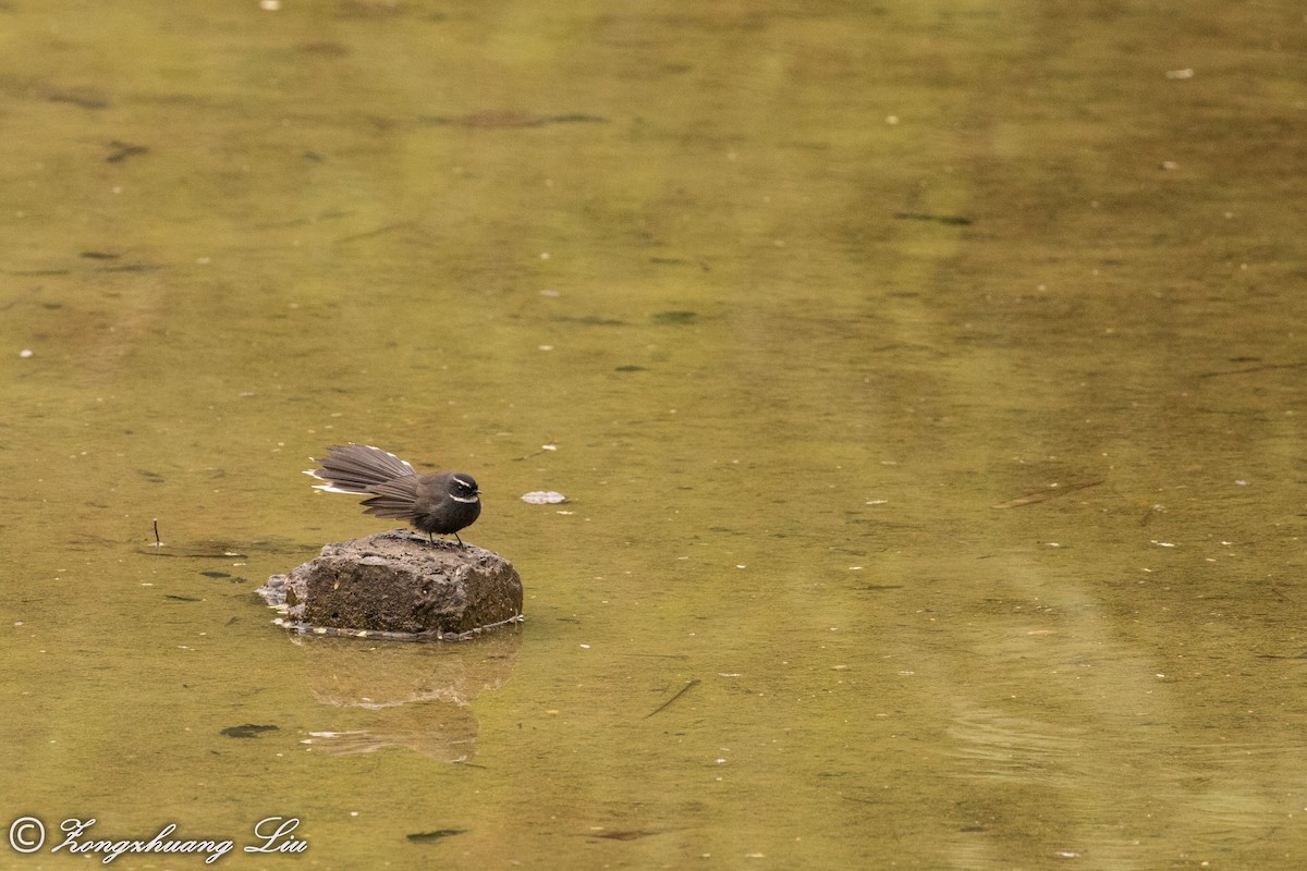 White-throated Fantail - ML614637101