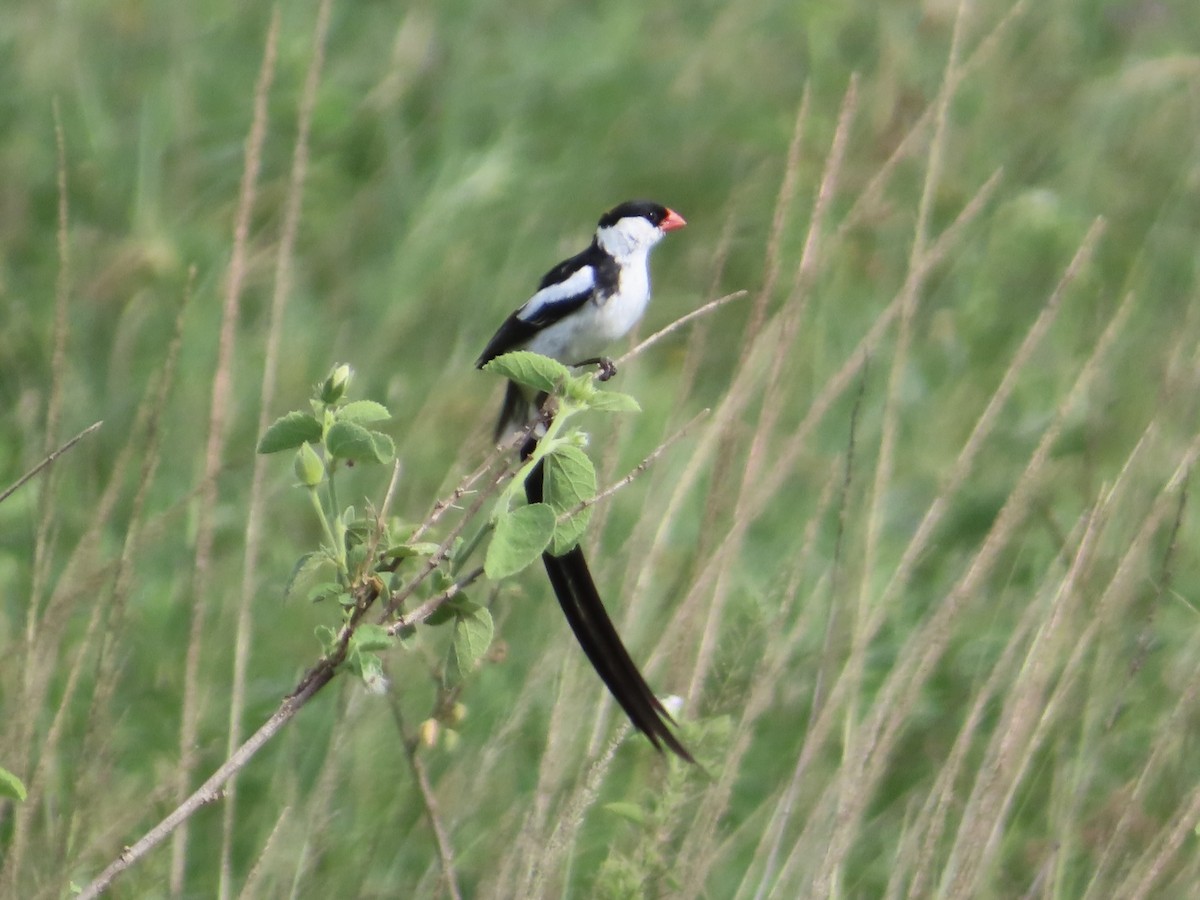 Pin-tailed Whydah - ML614637106