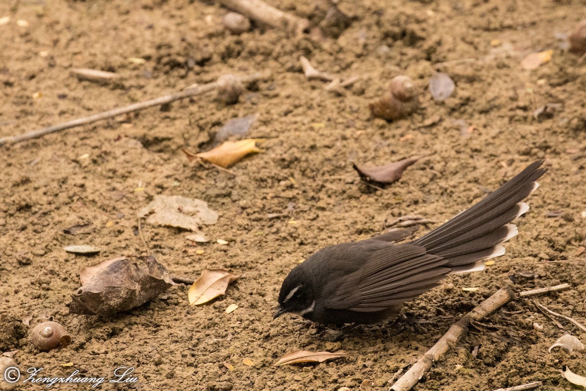 White-throated Fantail - ML614637199
