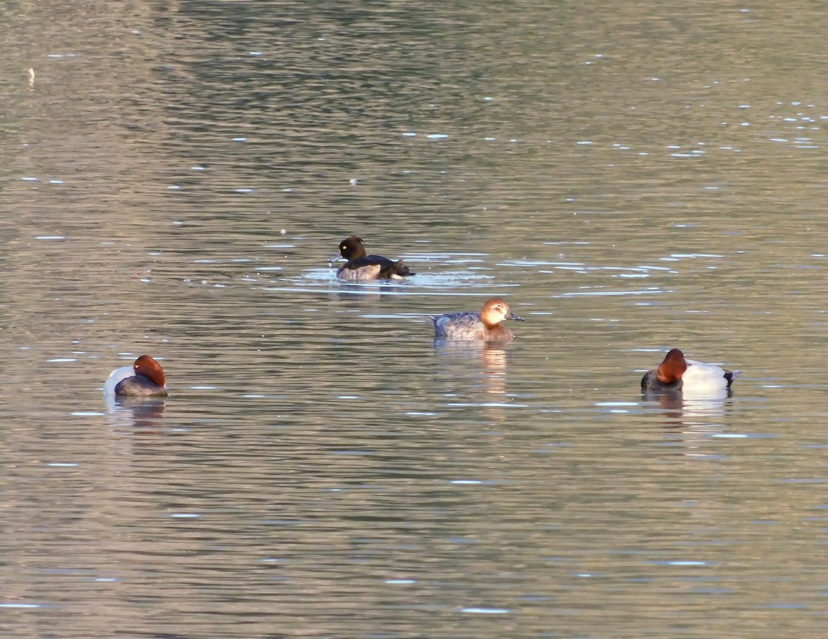 Common Pochard - ML614637320