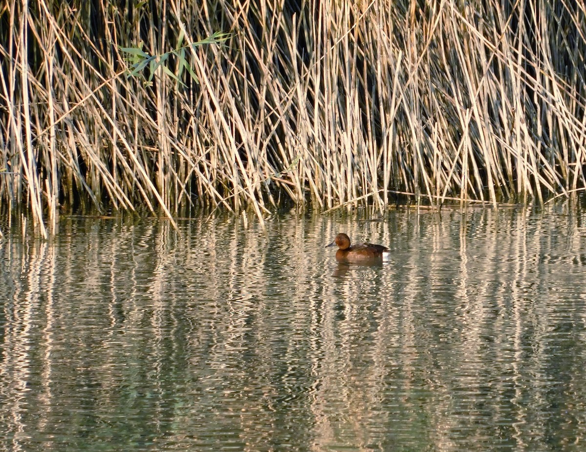 Ferruginous Duck - ML614637340