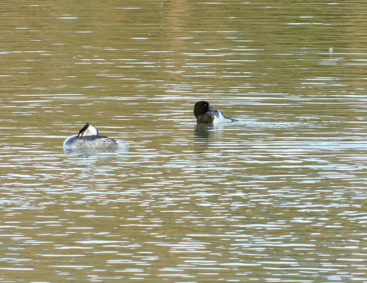 Tufted Duck - ML614637349