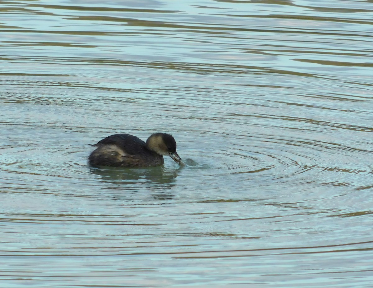 Little Grebe - ML614637361