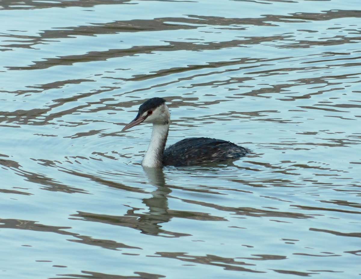 Great Crested Grebe - ML614637379