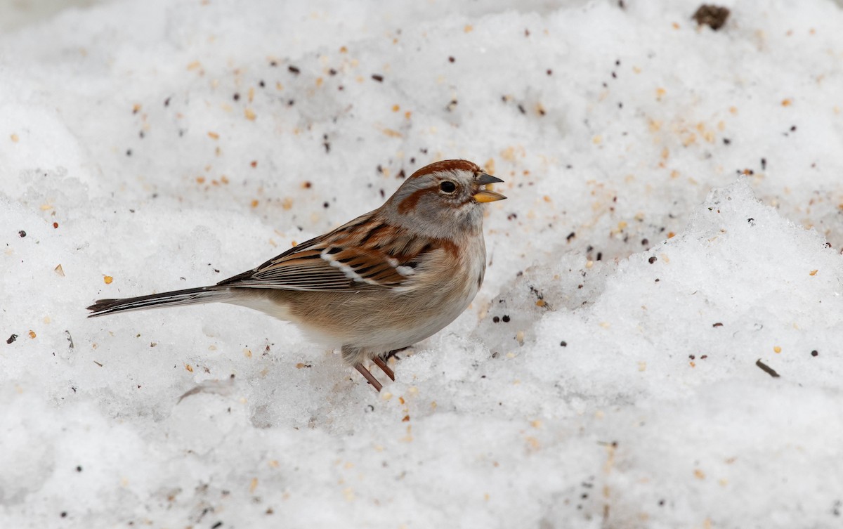 American Tree Sparrow - ML614637384