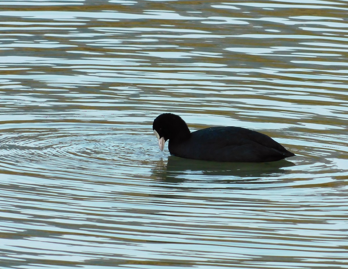 Eurasian Coot - ML614637402