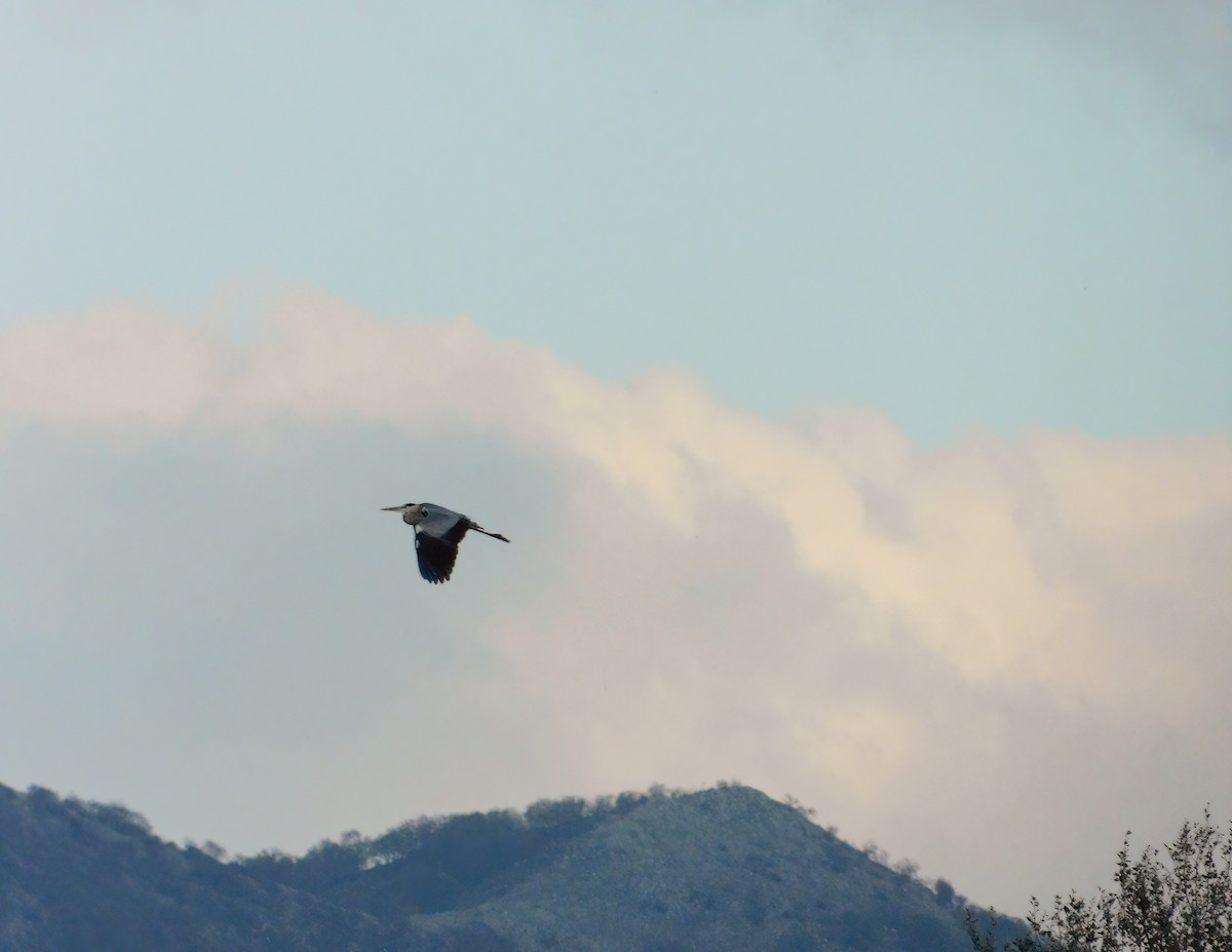 Gray Heron - ML614637412