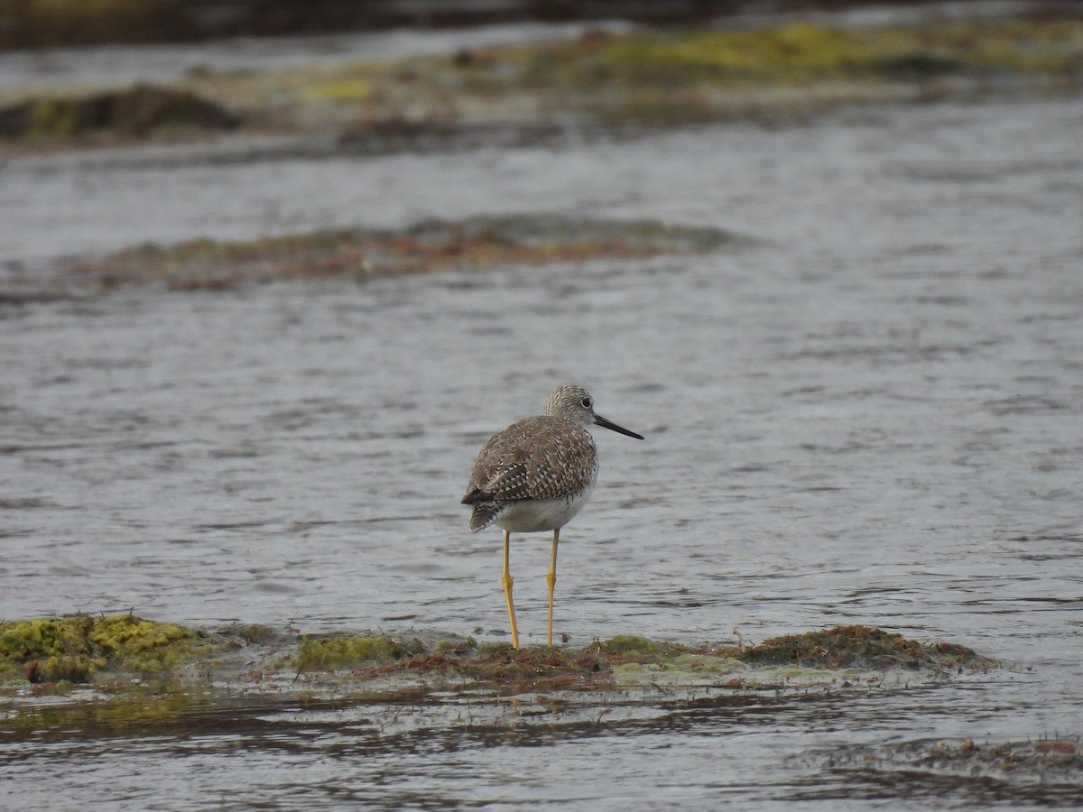 Greater Yellowlegs - Beth Whittam