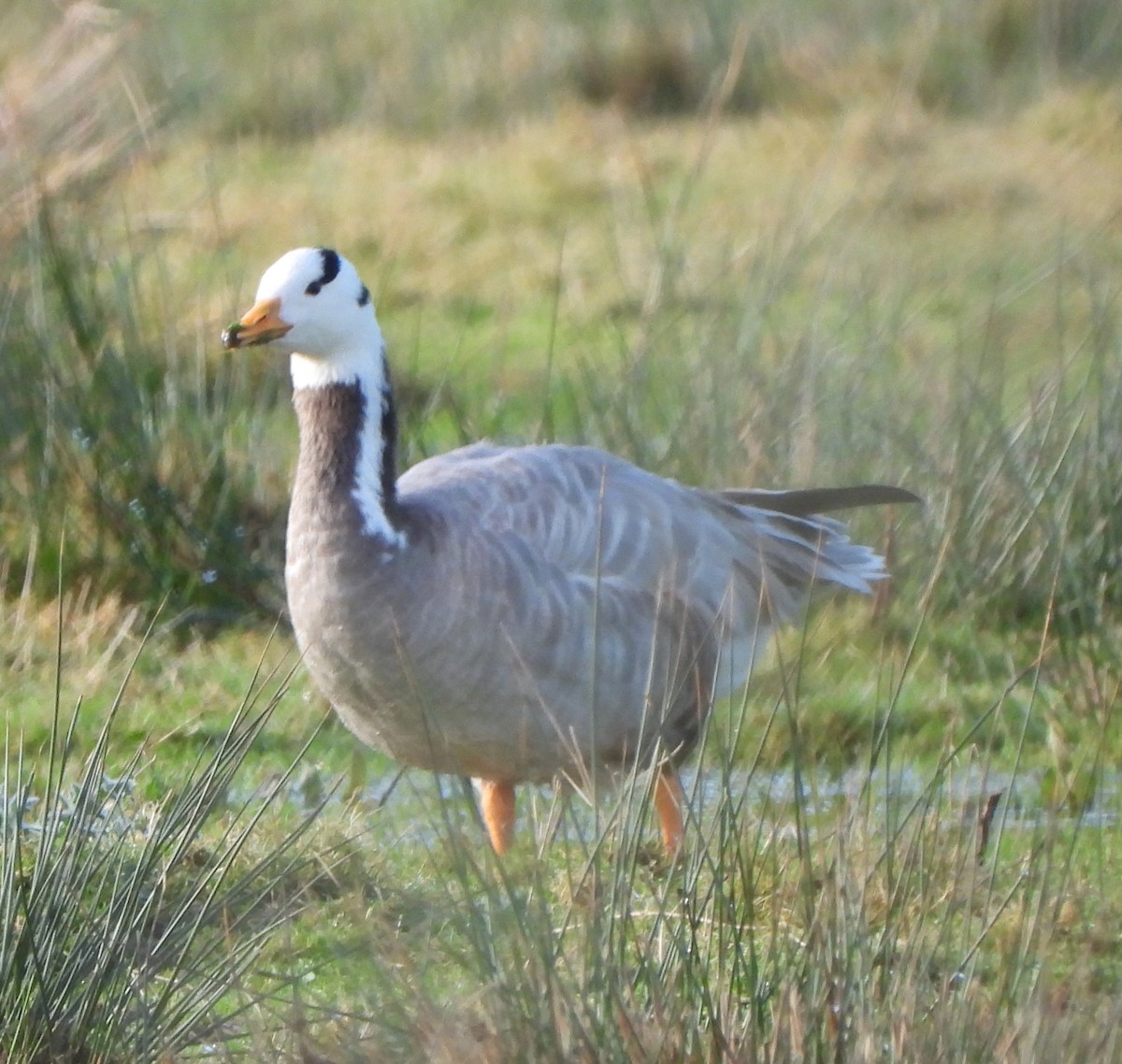 Bar-headed Goose - Stuart Walker