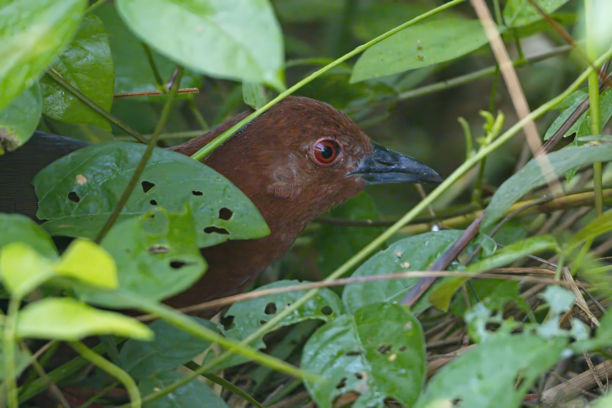 Black-banded Crake - ML614637533