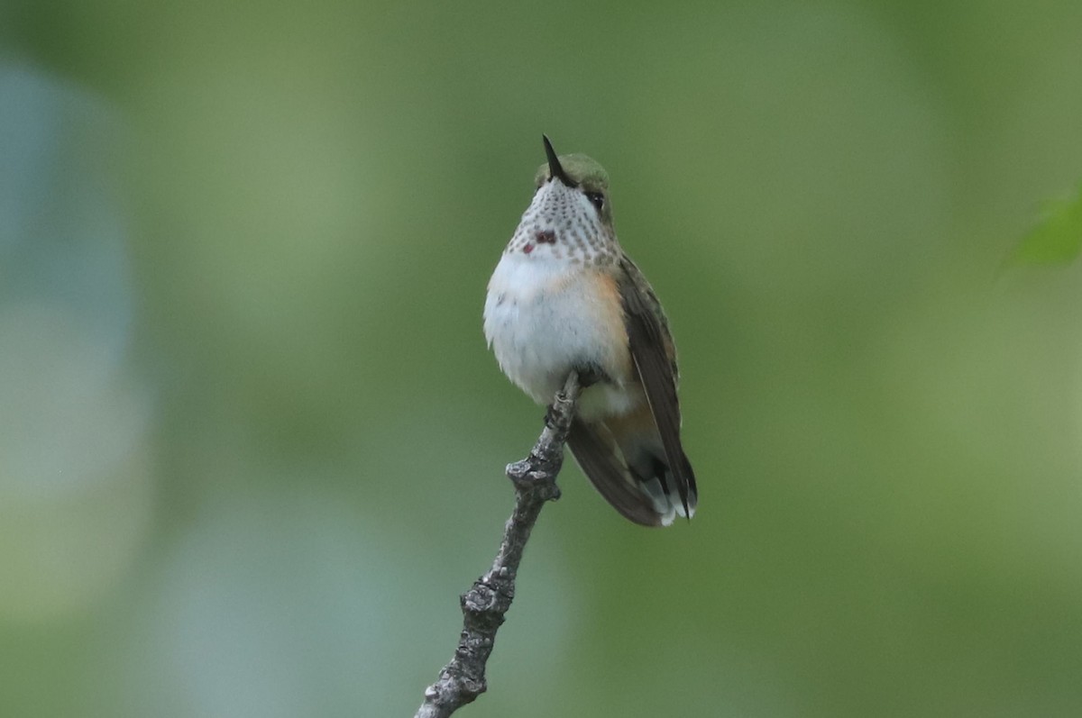 Calliope Hummingbird - ML614637550