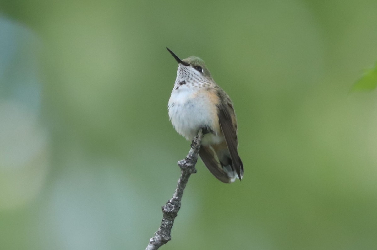 Calliope Hummingbird - ML614637551