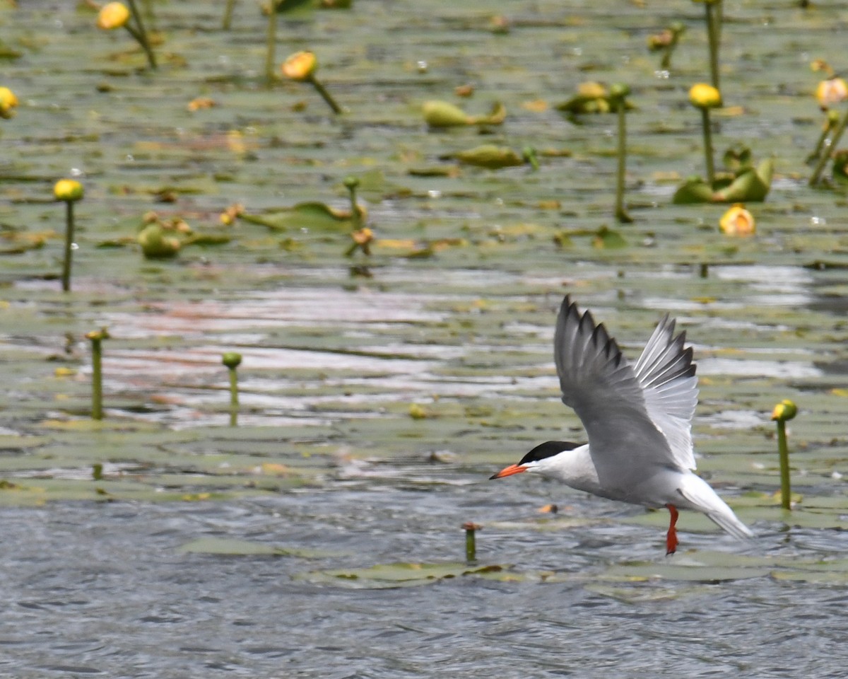 Common Tern - Laura  Wolf