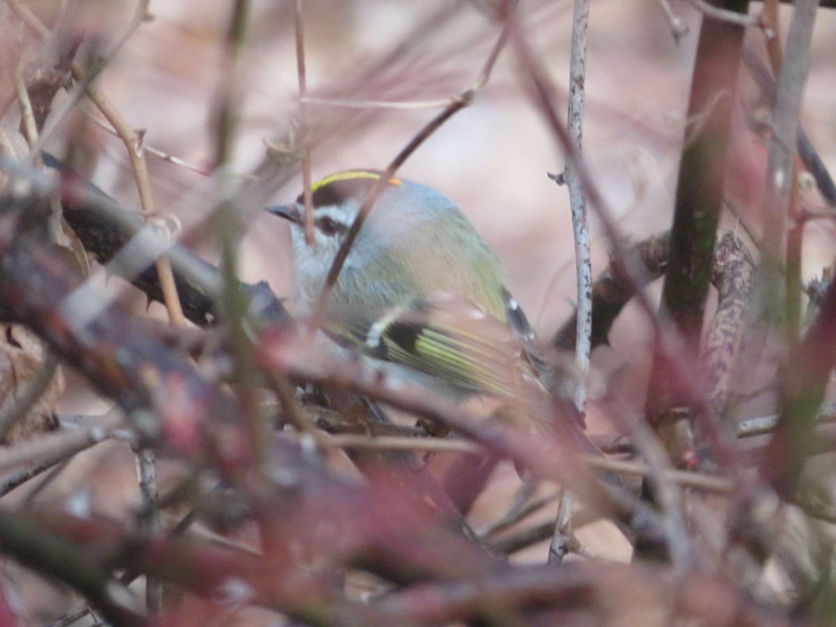 Golden-crowned Kinglet - Daniel W