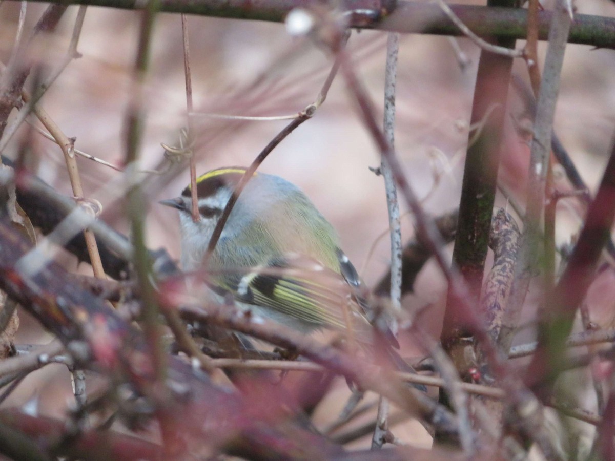 Golden-crowned Kinglet - ML614637574