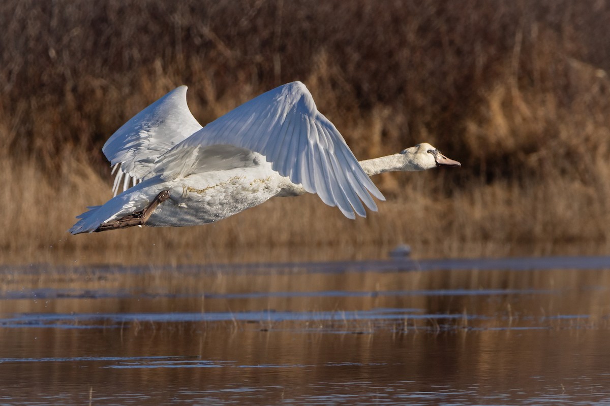 Cygne tuberculé - ML614637650