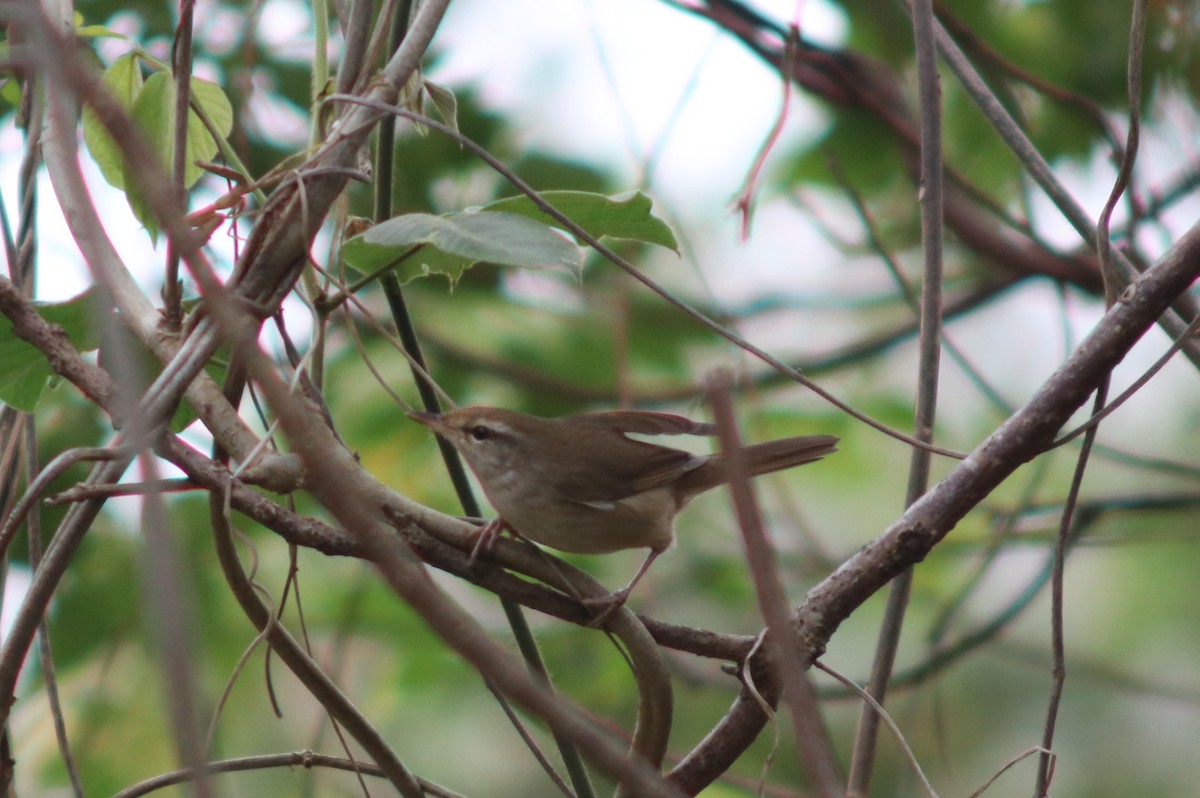 Manchurian Bush Warbler - ML614637771