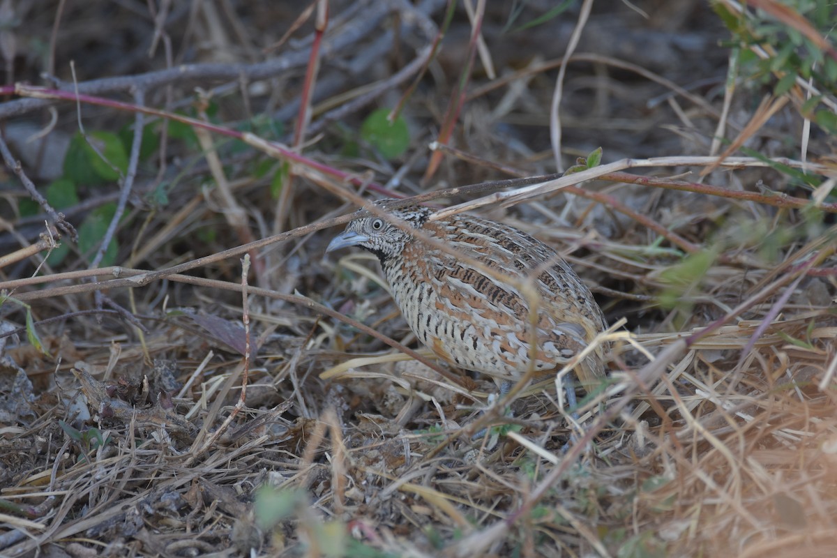 Barred Buttonquail - ML614637846