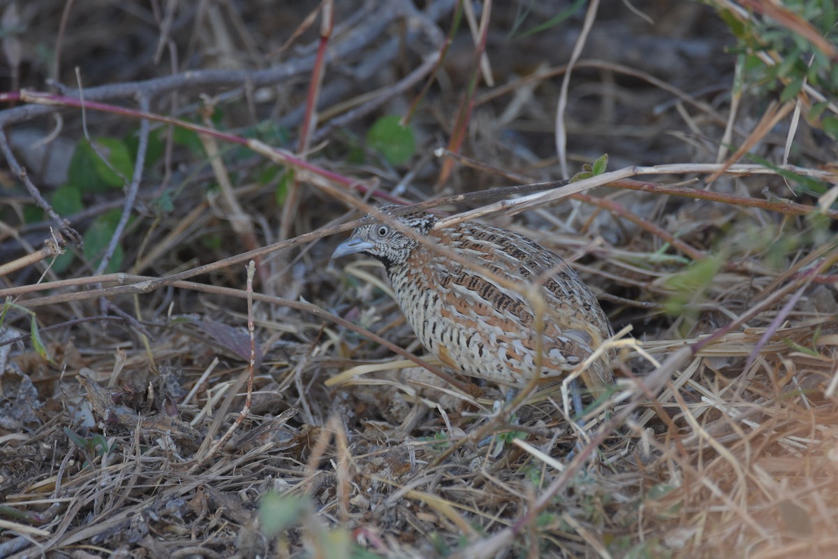 Barred Buttonquail - Sujata Phadke