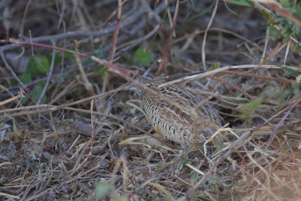 Barred Buttonquail - Sujata Phadke