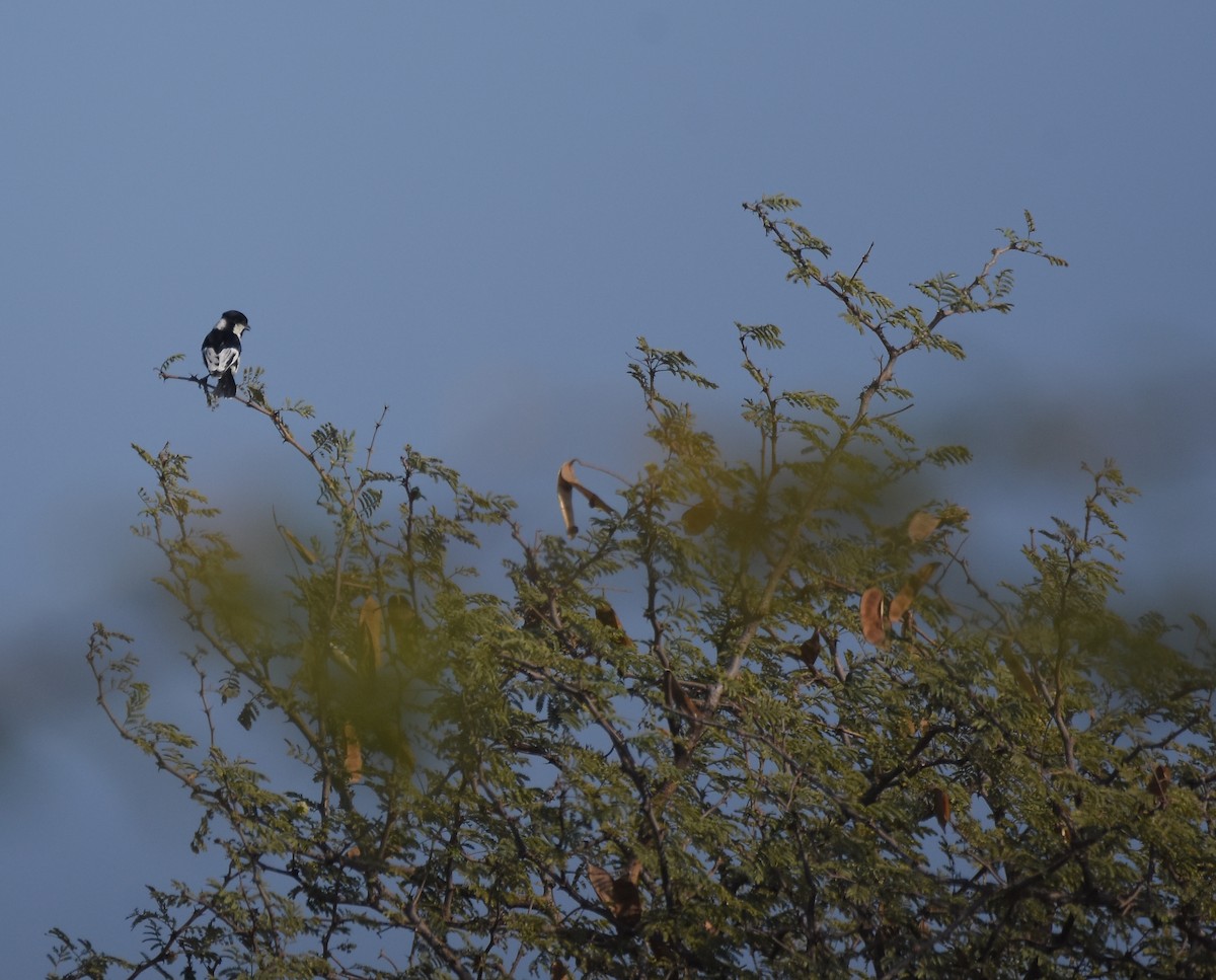 White-naped Tit - ML614637870