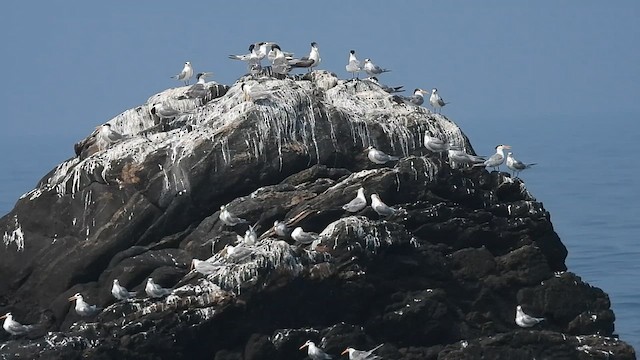 Lesser Crested Tern - ML614637890